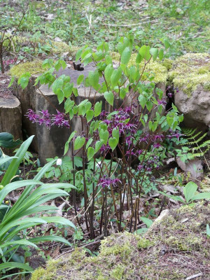 2023-04-25 Epimedium  'Kodai Murasaki'.jpg