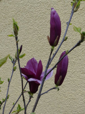2023-04-25 Magnolia liliiflora 'Nigra' 2.jpg