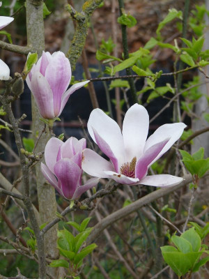 2023-04-25 Magnolia 'Satisfaction' 1.jpg
