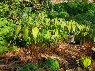 Epimedium Lilac Seedling.jpg