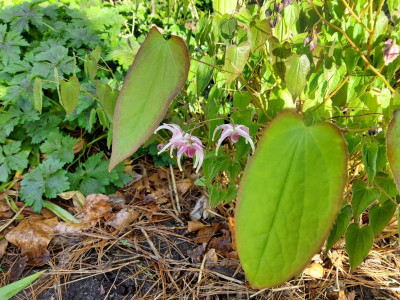 Epimedium Lilac Seedling 1.jpg