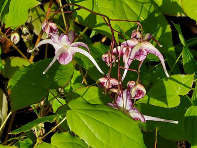 Epimedium Sämling Circe Picotée.jpg