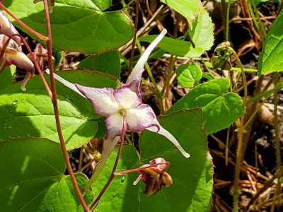 Epimedium Sämling Circe Picotée 1.jpg