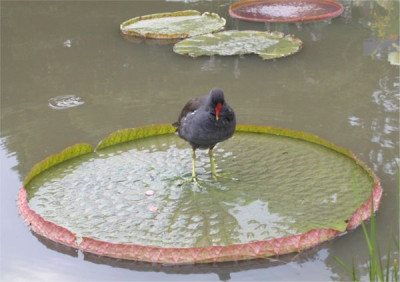 Teichhuhn.jpg