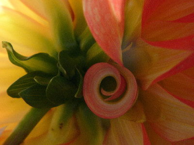 Dahlia-Nov-1.jpg
