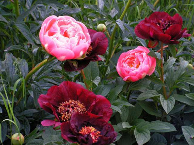 ChocolateSoldierCoralSunset.jpg