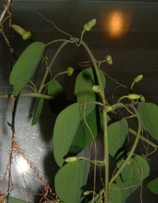 passiflora_red_dwarf_knospen_031104.jpg