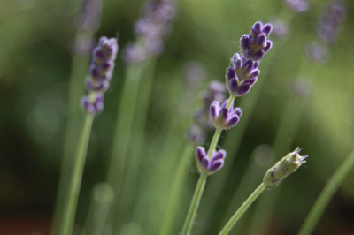Lavendel-2008.jpg