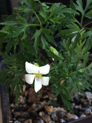 2023-04-27 Viola chaeroph. sieboldiana.jpg