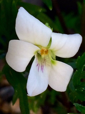 2023-04-27 Viola chaeroph. sieboldiana bl.jpg
