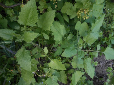DSCN5820.JPG