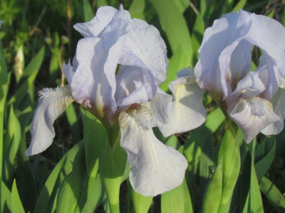 aphylla Caerulea.JPG