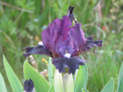 MDB Black Olive.JPG