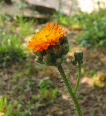 Unbenannt-Echtfarben-0112.jpg
