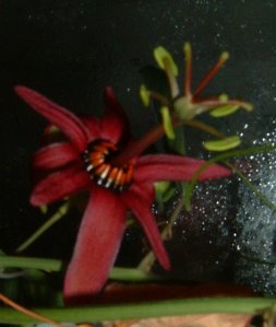passiflora_red_dwarf_031104.jpg