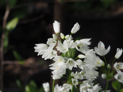 Allium zebdanense P4270037.JPG