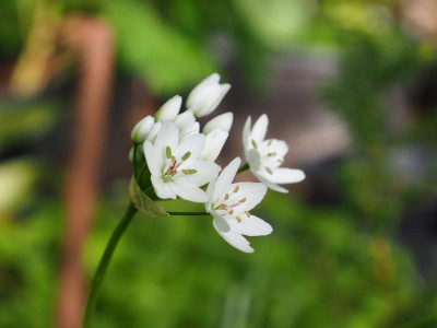 Allium neapolitanum P4270033.JPG