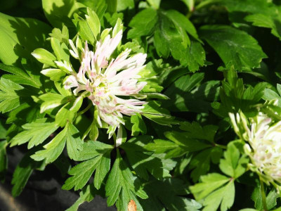 Anemone nemorosa Bracteata Plena Lisa P4270054.JPG