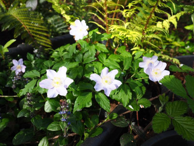 Anemone nemorosa Abendhimmel P4270048.JPG