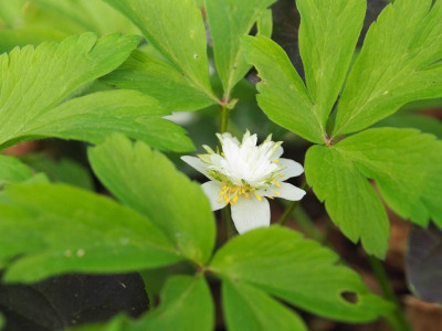 Anemone nemorosa 'Salt and Pepper' P4270034.JPG