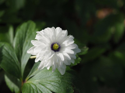 Anemone nemorosa Blue Eyes P4270038.JPG