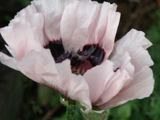 papaver_orientale_0804.jpg