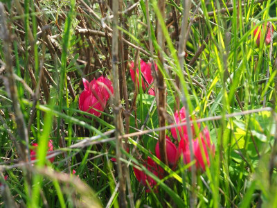 Tulipa humilis Little Beauty P4270057.JPG