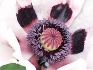 papaver_orientale_0803.jpg