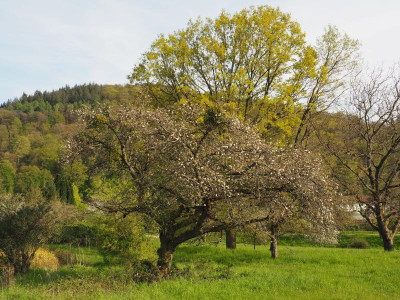 Apfelbaum und Eiche P4270065.JPG