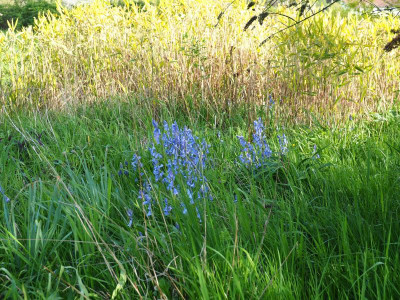 Hyacinthoides x massartiana P4270067.JPG