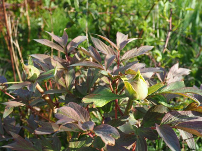 Paeonia x suffruticosa Rot P4270072.JPG