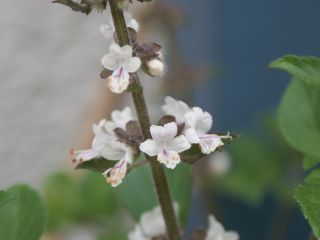 Magic_White_02.jpg