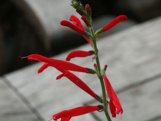 Mandarinensalbeiblute01.jpg