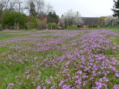 2023-04-28 Erodium.jpg