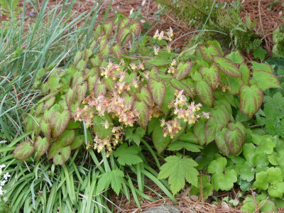 2023-04-28 Epimedium 1.jpg