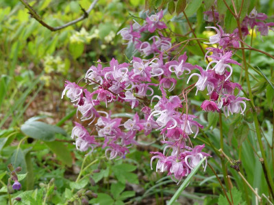 2023-04-28 Epimedium 'Bicolor Giant' 1.jpg