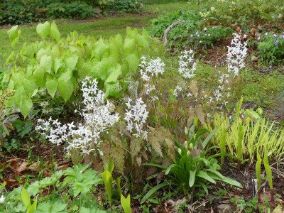 2023-04-28 Epimedium stellulatum 'Long leaf form' 1.jpg