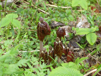 2023-04-28 Podophyllum hexandrum 1.jpg