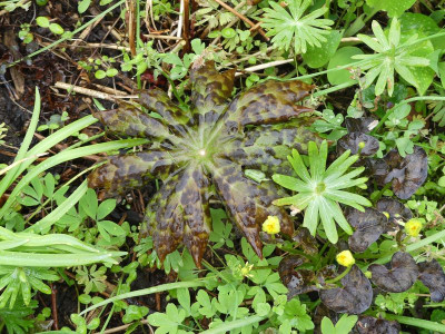 2023-04-28 Podophyllum delavayi 1.jpg