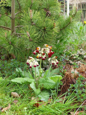 2023-04-28 Primula.jpg