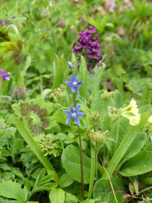 2023-04-28 Scilla amoena 1.jpg