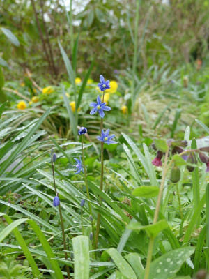 2023-04-28 Scilla amoena 2.jpg