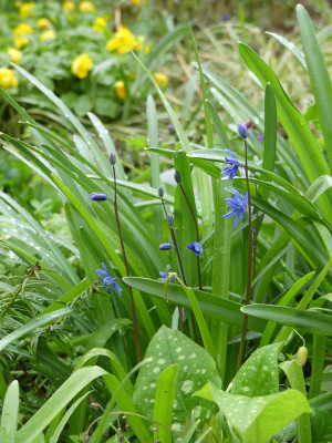 2023-04-28 Scilla amoena 3.jpg
