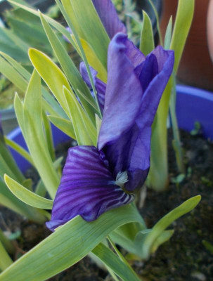 DSCN5043_Iris_cf_babadagica_blau_1.jpg