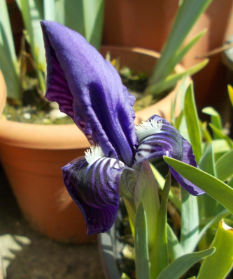DSCN5084_Iris_cf_babadagica_violett.jpg