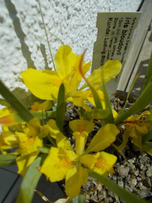 DSCN5078_Iris_bloudowii.jpg