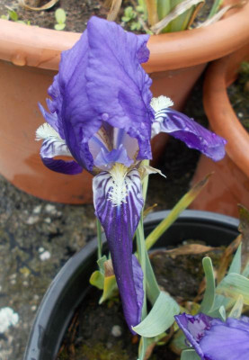 DSCN5092_Iris_cf_babadagica_blau_2.jpg