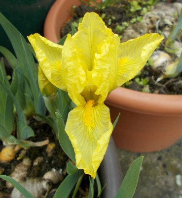 DSCN5090_Iris_reichenbachii.jpg