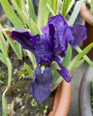 DSCN5093_Iris_Cyanea.jpg