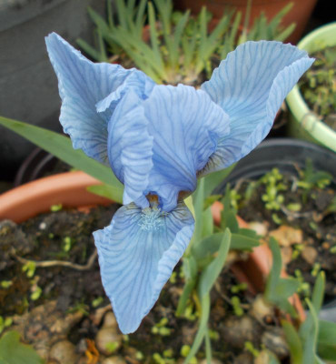 DSCN5091_Iris_non_Cherry_Garden.jpg